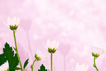 Colorful autumn flowers of chrysanthemum