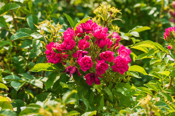 A natural bouquet of bright flower buds of fuchsia color.