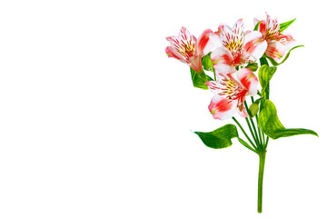 Bright alstroemeria flowers isolated on white background.