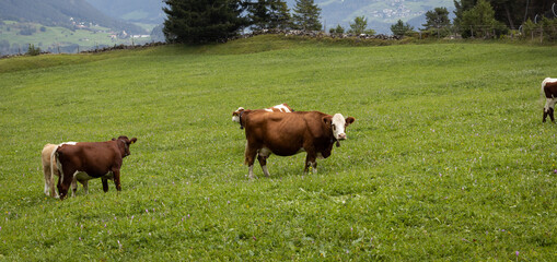 cows grazing on a meadow
