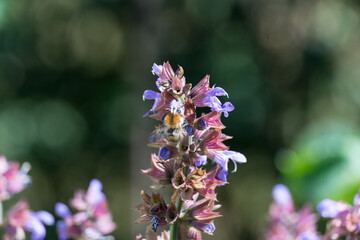 bee collecting pollen on sage bloom