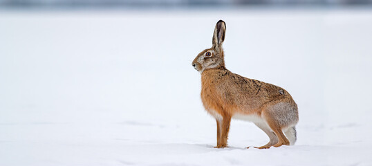 Brown hare, lepus europaeus, standing on snow in winter nature. Wild rabbit observing on a field in cold weather from side view. Herbivore animal with long ears looking aside on white glade.