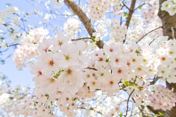 Naklejka premium The cherry blossoms in the park are in full bloom.