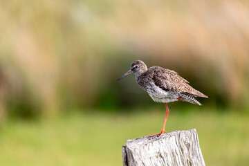 Redshank (Tringa totanus) sitting on a fence post at the salt marshes on the East Frisian island...