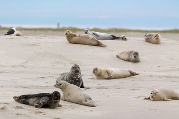 Harbor Seals (Phoca vitulina) and Grey Seals (Halichoerus grypus) on a sandbank in the wadden sea at the East Frisian island Juist, Germany. © DirkR