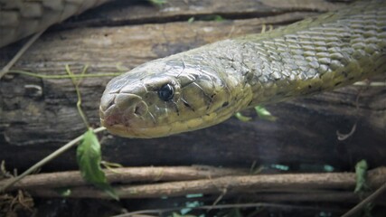 Cape Cobra, Hartbeespoort, North West, South Africa