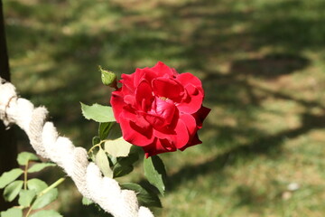 Red Roses on a bush in a garden