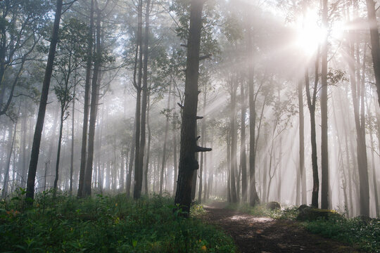 Sun beams piercing through the forest canopy.