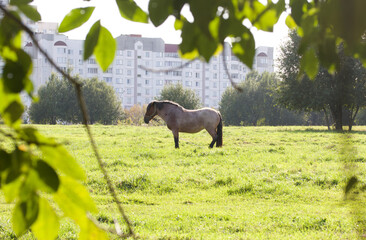 The horse is grazing in the meadow. In a park among urban buildings.