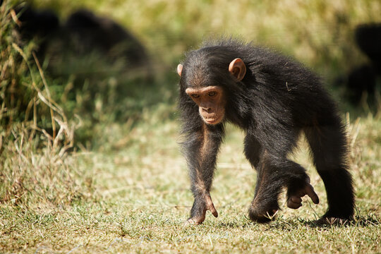 Baby Chimp