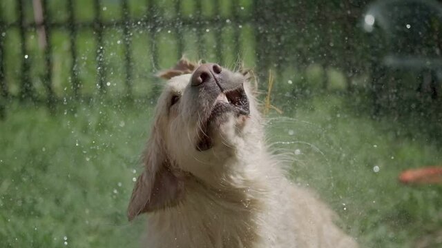 A wet Golden Retriever shakes off splashes of water. Puppy frolicking in the backyard in summer