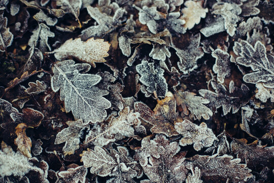 Frozen leaves in autumn