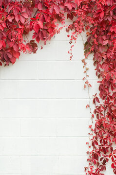 vines on a white concrete wall make a frame