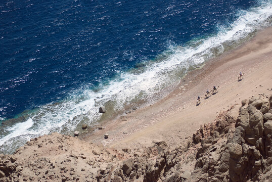 Sinai Camels