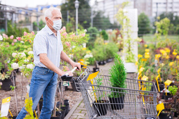 Mature man retired in medical mask protecting from the virus chooses plant for summer residence