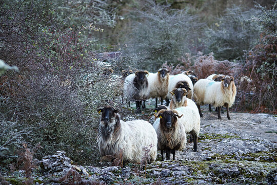 Group of sheep staring at camera