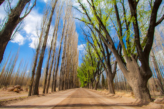 Straight Road and Trees