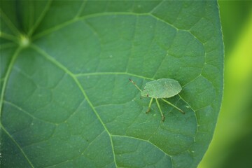 Chinavia hilaris Green stink bug