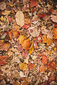Leaves