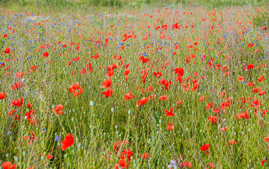 Fototapeta premium Blumenwiese im Naturschutzgebiet- Hannover Kronsberg