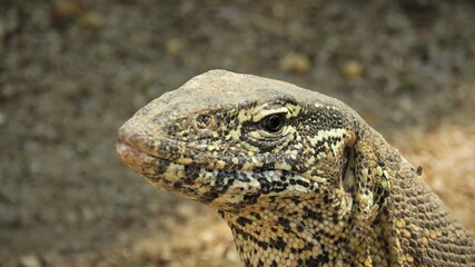 Head detail, rock monitor, Hartbeespoort, North West, South Africa