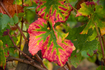 Reben im herbstlichen Elsass