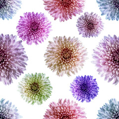 Seamless endless pattern with multicolored chrysanthemum flowers. Floral background. For design and printing. Natural chrysanthemum background. Concept for print and design