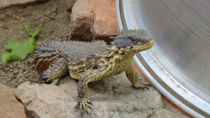 Inquisitive sun gazer lizard, Hartbeespoort, North West, South Africa