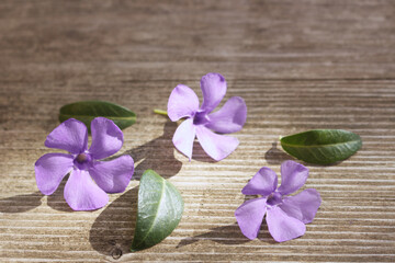 Close up blue periwinkle Vinca flowers on a sunny day in spring. Spring flowers. Spring background. Greeting card for Valentine's Day, Woman's Day and Mothers Day.Space for your text.