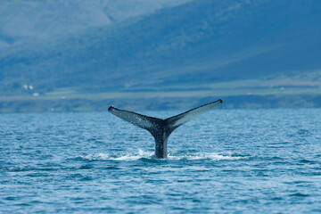 Fototapeta premium Humpback whale, megaptera novaeangliae, diving in the sea in summer Iceland. Giant mammal's tail peeking out of the turquoise water. Huge dark animal under the ocean.