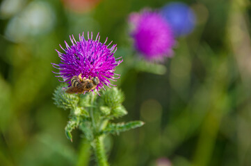  Biene am Distel - im Naturschutzgebiet- Hannover Kronsberg