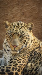 Fototapeta na wymiar Leopard, Hartbeespoort, North West, South Africa