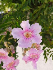 flores en jardines de Madrid ,España