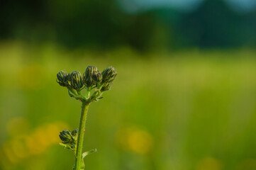 Blumenwiese im Naturschutzgebiet- Hannover Kronsberg