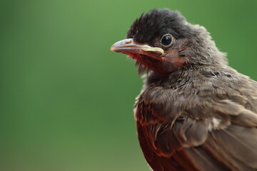 red winged blackbird