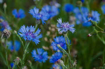 Blumenwiese im Naturschutzgebiet- Hannover Kronsberg