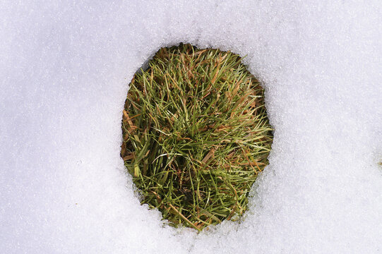 Melting snow reveals a hole of green grass under
