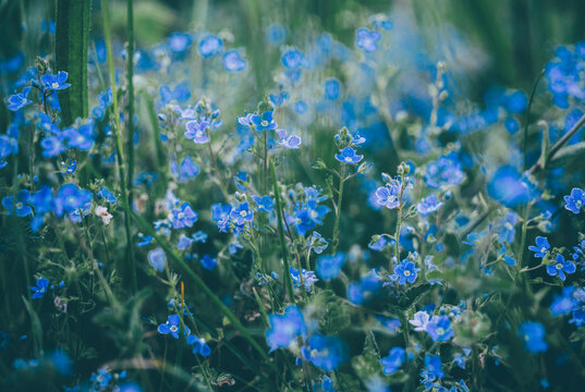 Germander Speedwell (Veronica chamaedrys).
