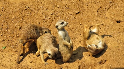 Obraz premium Meerkat family, Hartbeespoort, North West South Africa