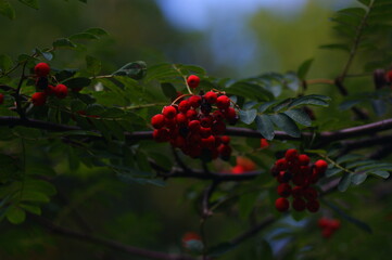 jarzębina czerwona owoce jesienna przyroda i jej urok