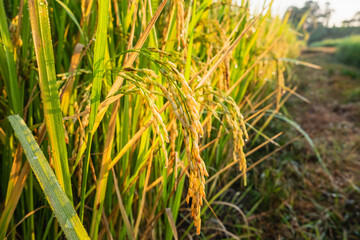 Close up rice plants yield   ripening growing waiting for harvest