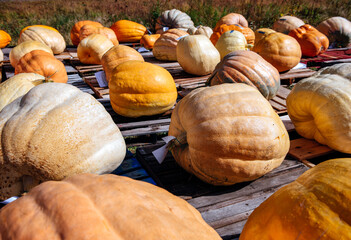 Big pumpkins on display at a pumpkin growing contest