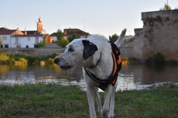 dog in the city