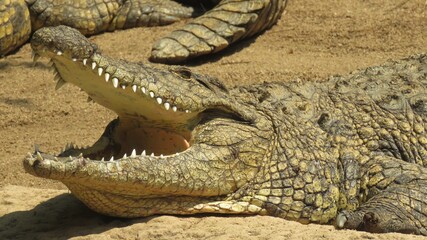 Obraz premium Nile crocodile cooling off, Hartbeespoort, North West, South Africa