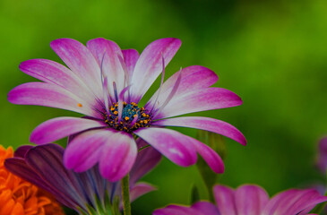 Fototapeta premium Bornholmer Margerite