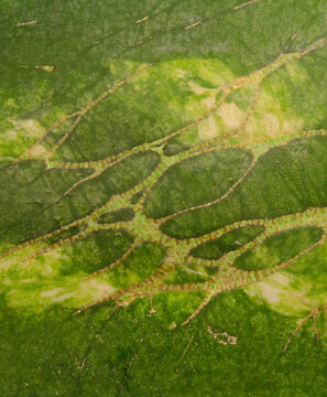 closeup macro of the patterns and texture on the rind of a watermelon