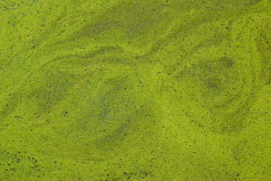 telephoto closeup of patterns in an algal bloom at a reservoir outflow