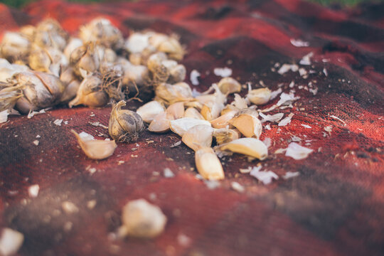 Still life - Fresh garlic on red cloth