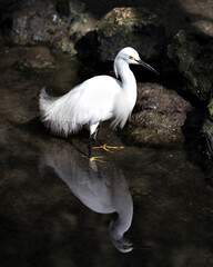 Snowy Egret Stock Photos.  Close up standing in the water with reflection displaying white feather plumage, body, head, beak, legs, feet, eye in  its environment and habitat  with a rock background.