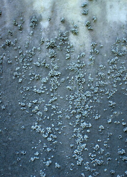 closeup macro lichens on tombstone gravestone headstone in Connecticut graveyard patterns textures